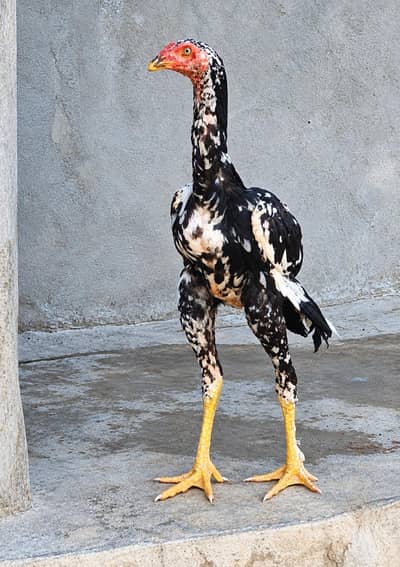 Aseel Rooster  | 6 Months Old | Premium Quality