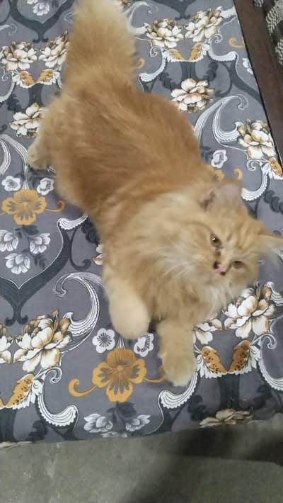 Cat for sale