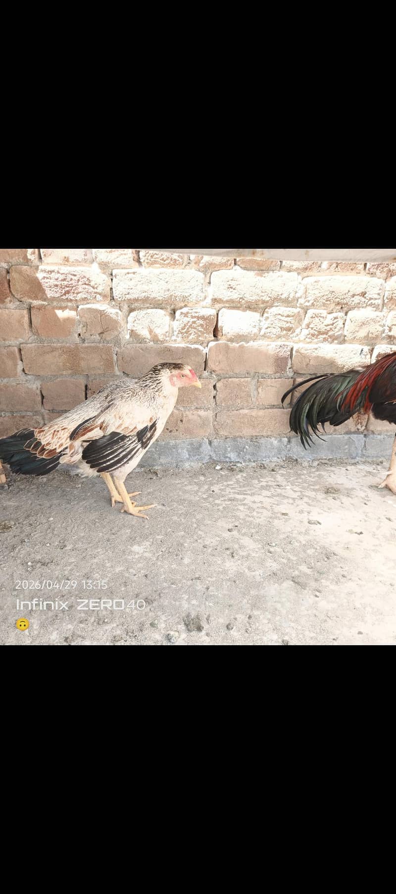 aseel pair 0