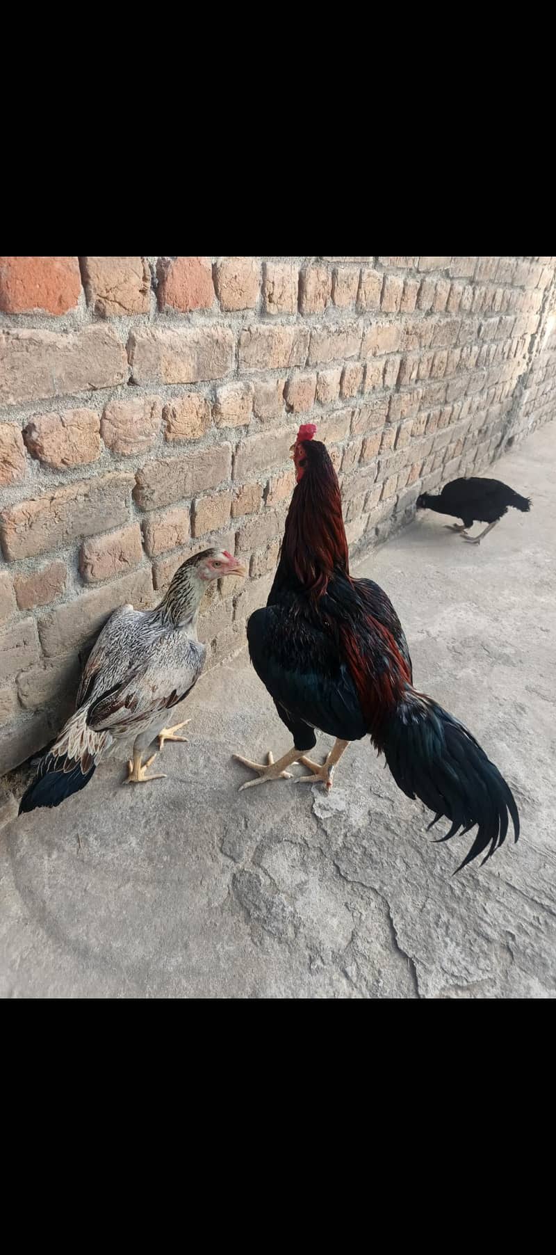 aseel pair 3