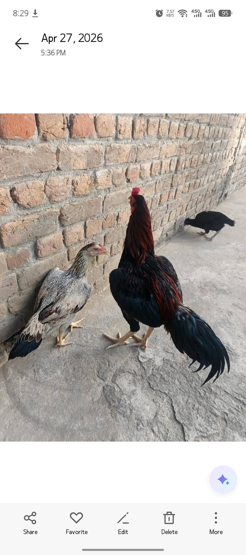aseel pair 4