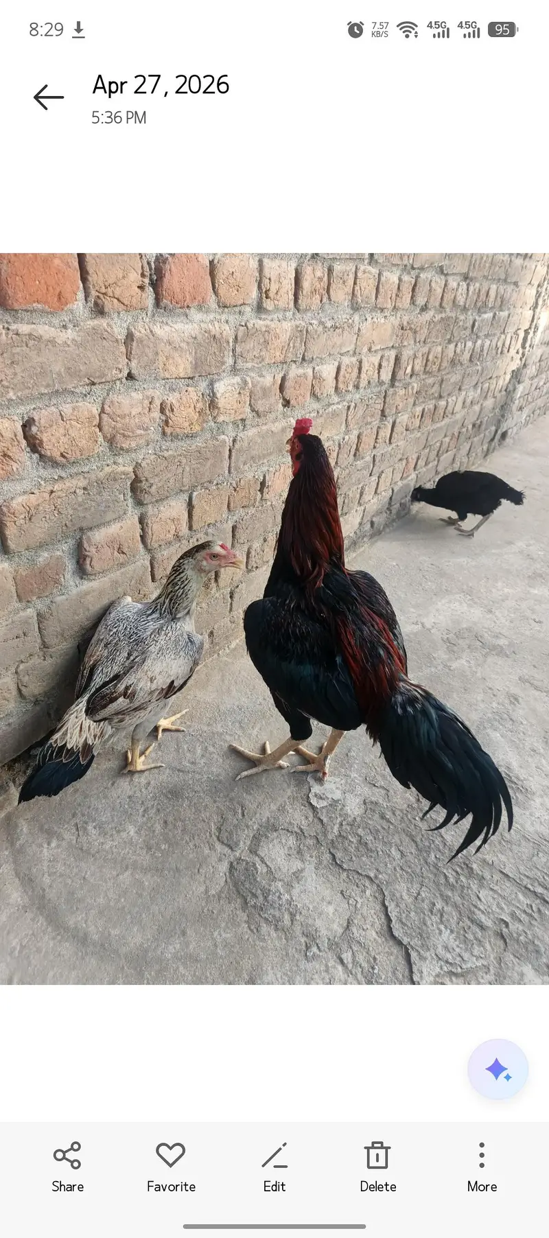 aseel pair — photo 5