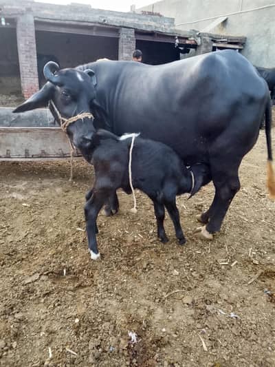 Buffalo /Bhains/Cow/