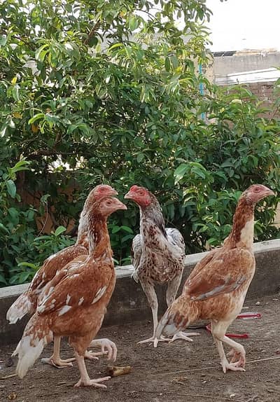 Aseel Beautiful with low price