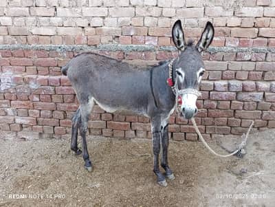 Donkey