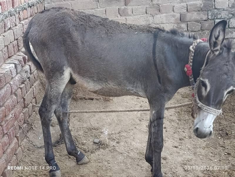 Donkey 1