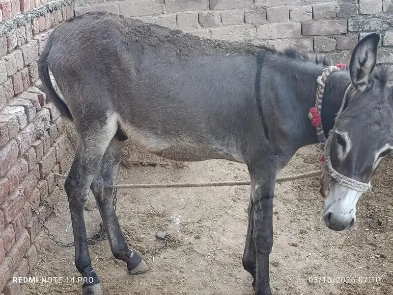 Donkey — photo 2