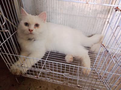 White Persian Cat for Sale – Beautiful & Healthy