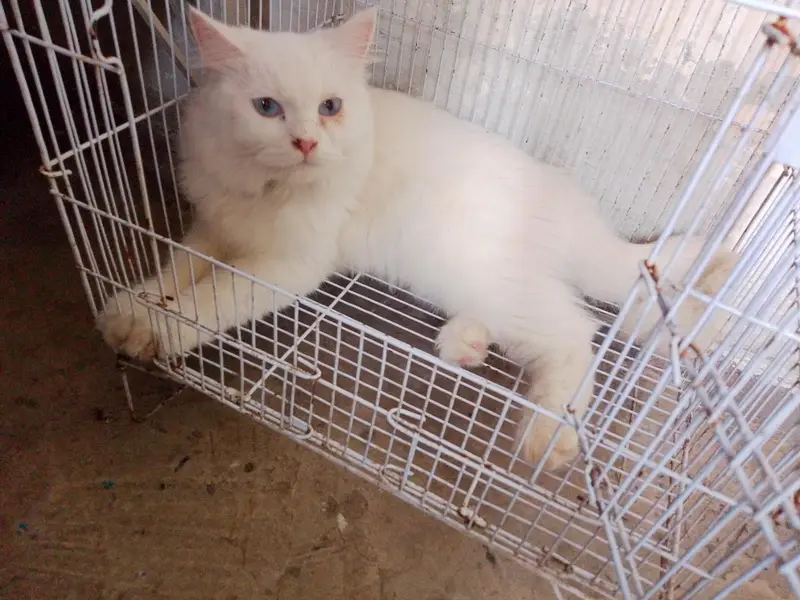 White Persian Cat for Sale – Beautiful & Healthy — photo 2
