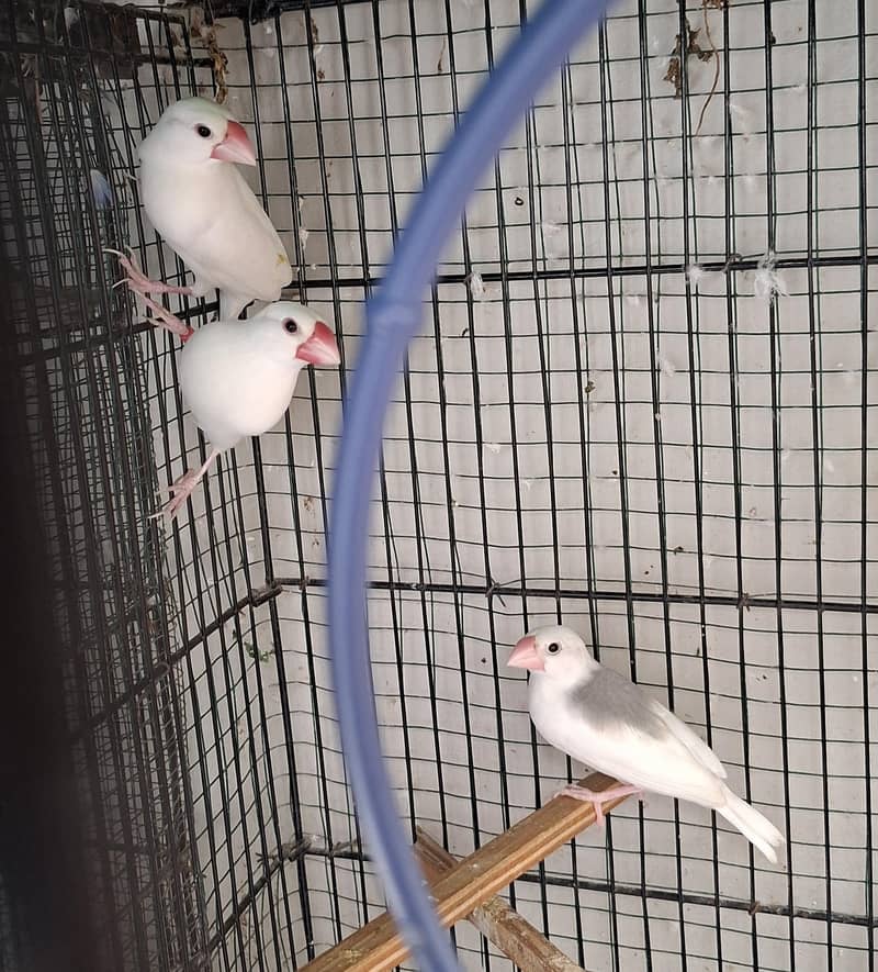 White java 4