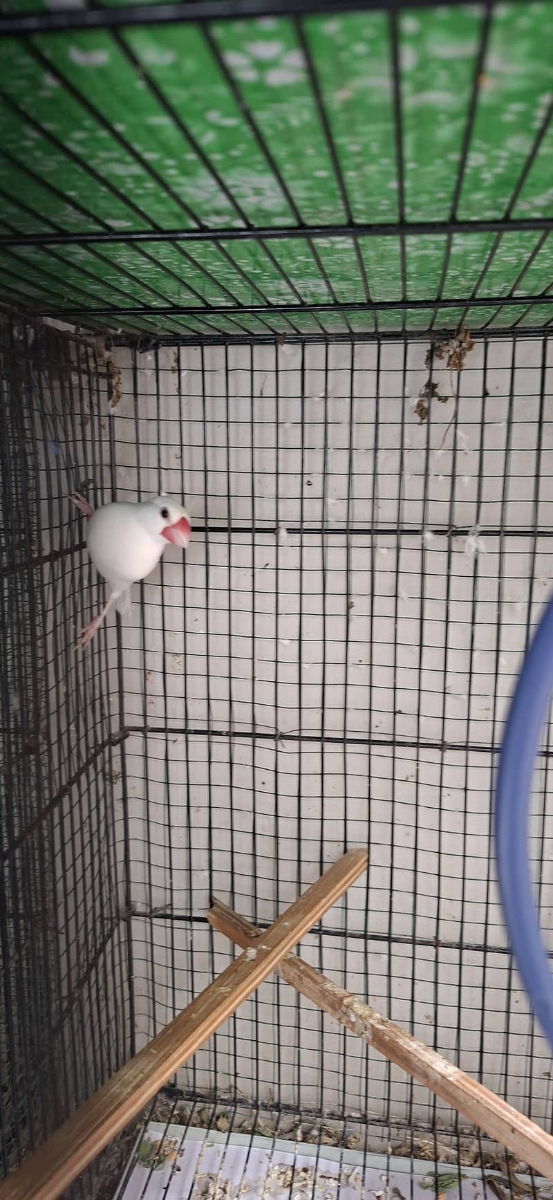 White java 6