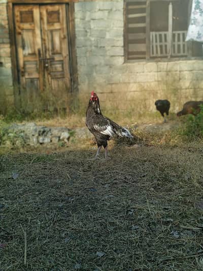 Aseel Mianwali ( Urgent sell )