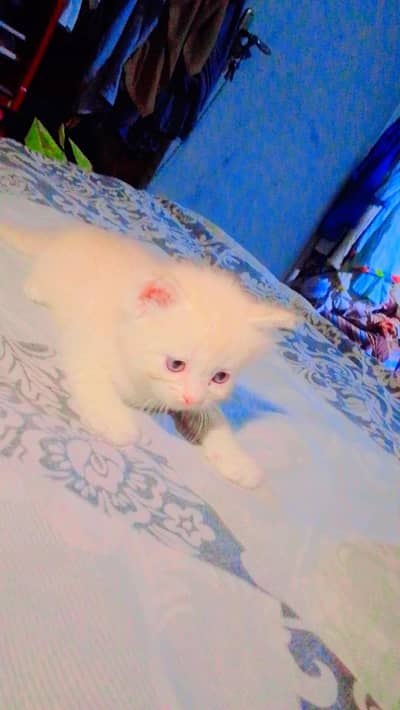 Blue eyes Persian kitten