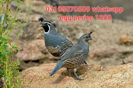 california quail breeder pair & egg perice 1300 hy