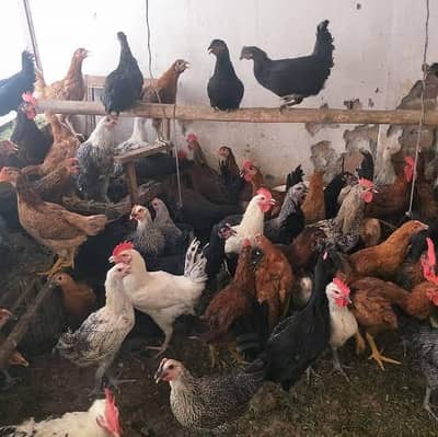 Near to laying Golden misri hens