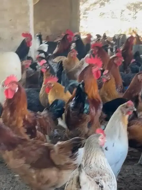 Near to laying Golden misri hens — photo 2
