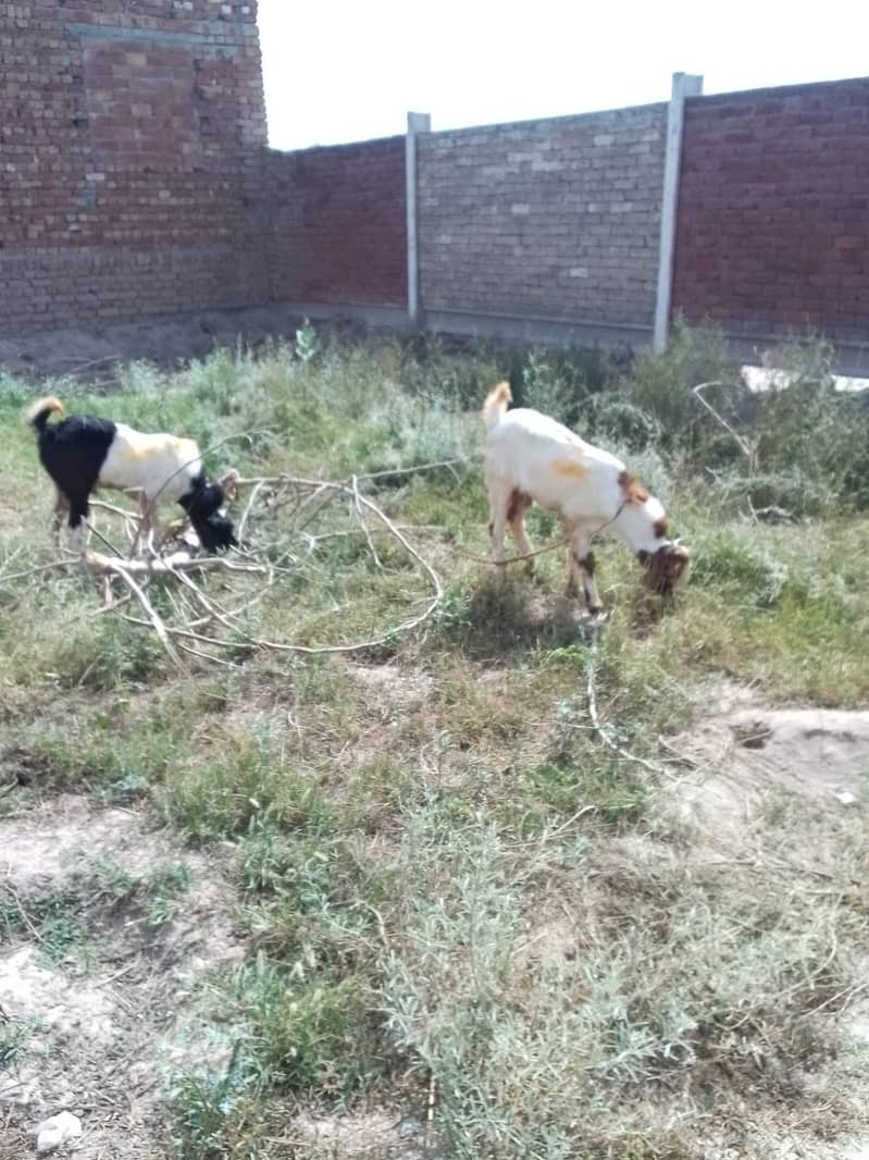 Bakry, bakra 0