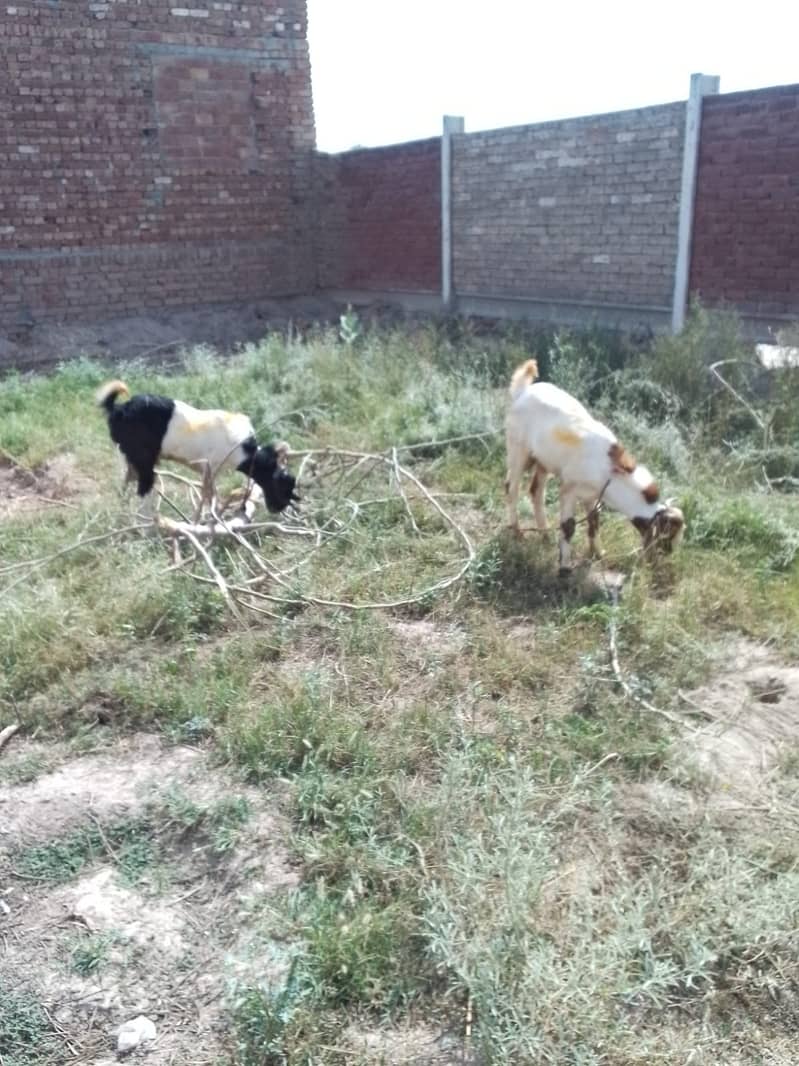 Bakry, bakra 1