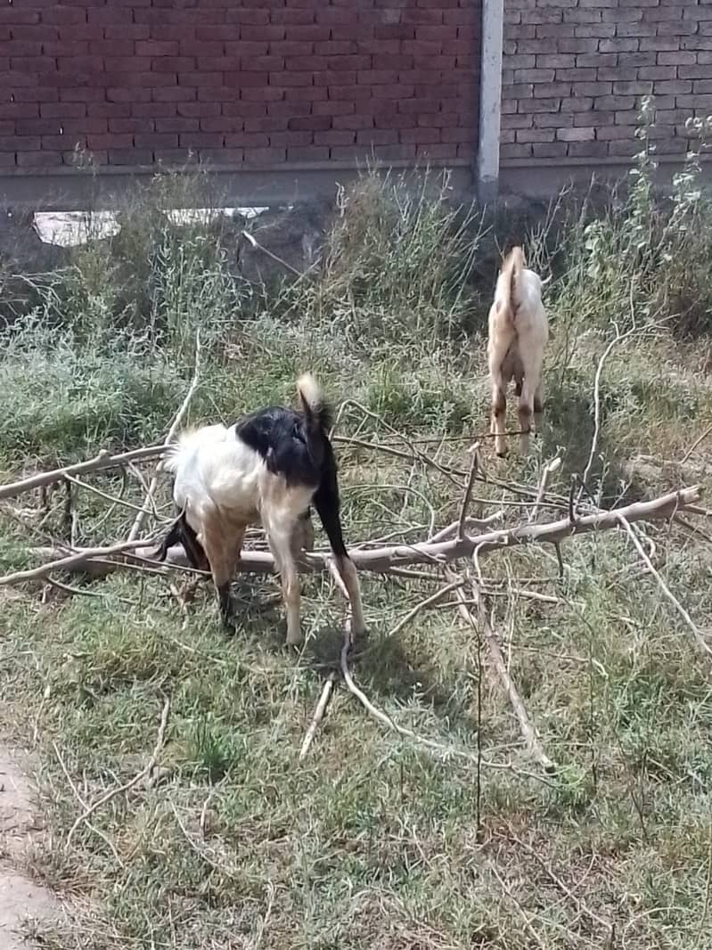 Bakry, bakra 2
