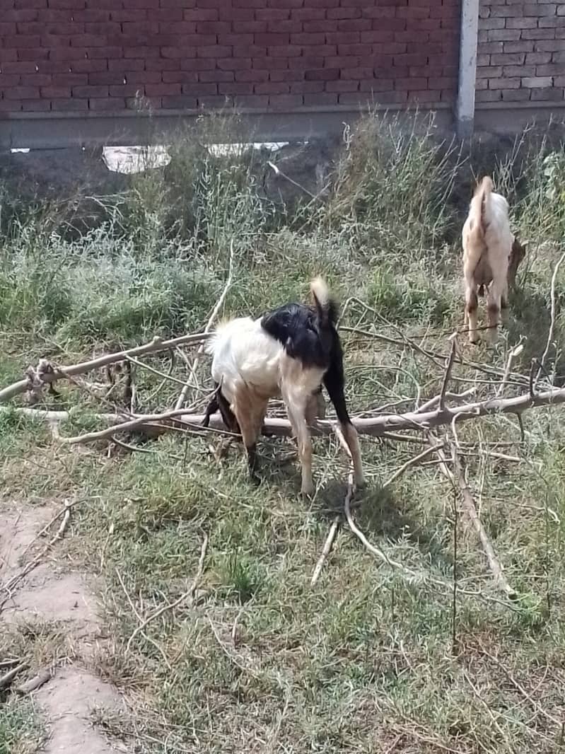Bakry, bakra 3