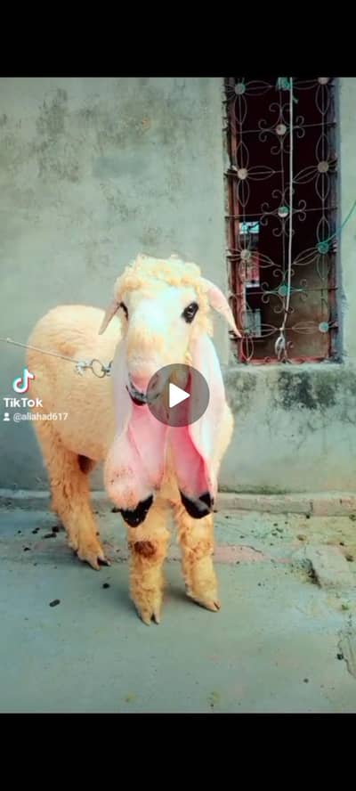 kajla Bakra Male Sargodha