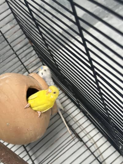 Australian parrots with chicks and eggs