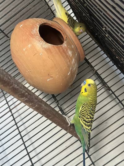 Australian parrots with chicks and eggs
