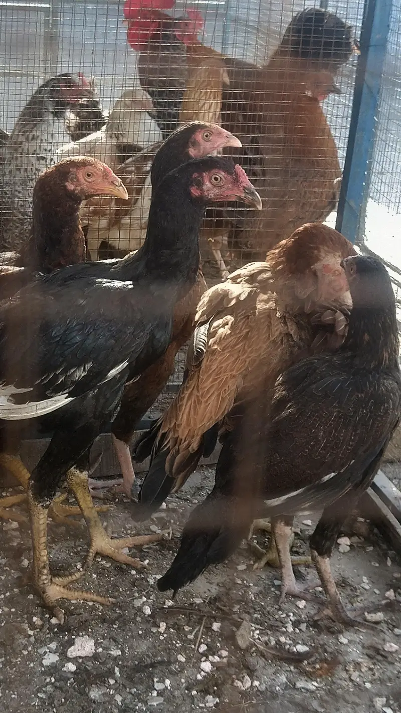 Aseel 03331722944 — photo 3