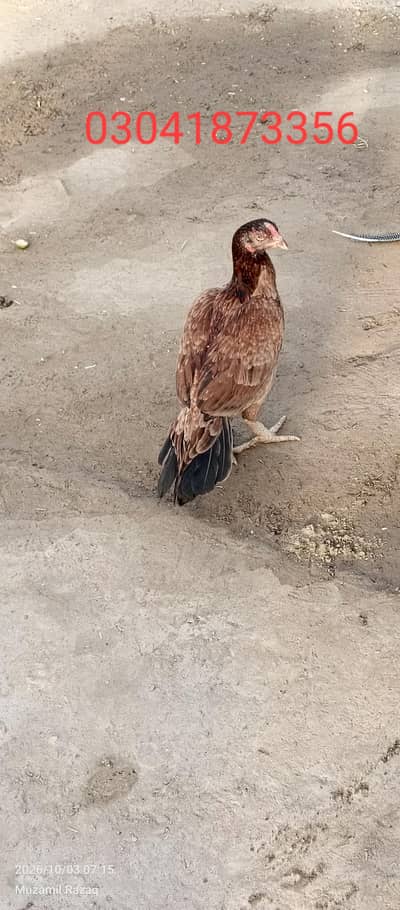 aseel female breeder