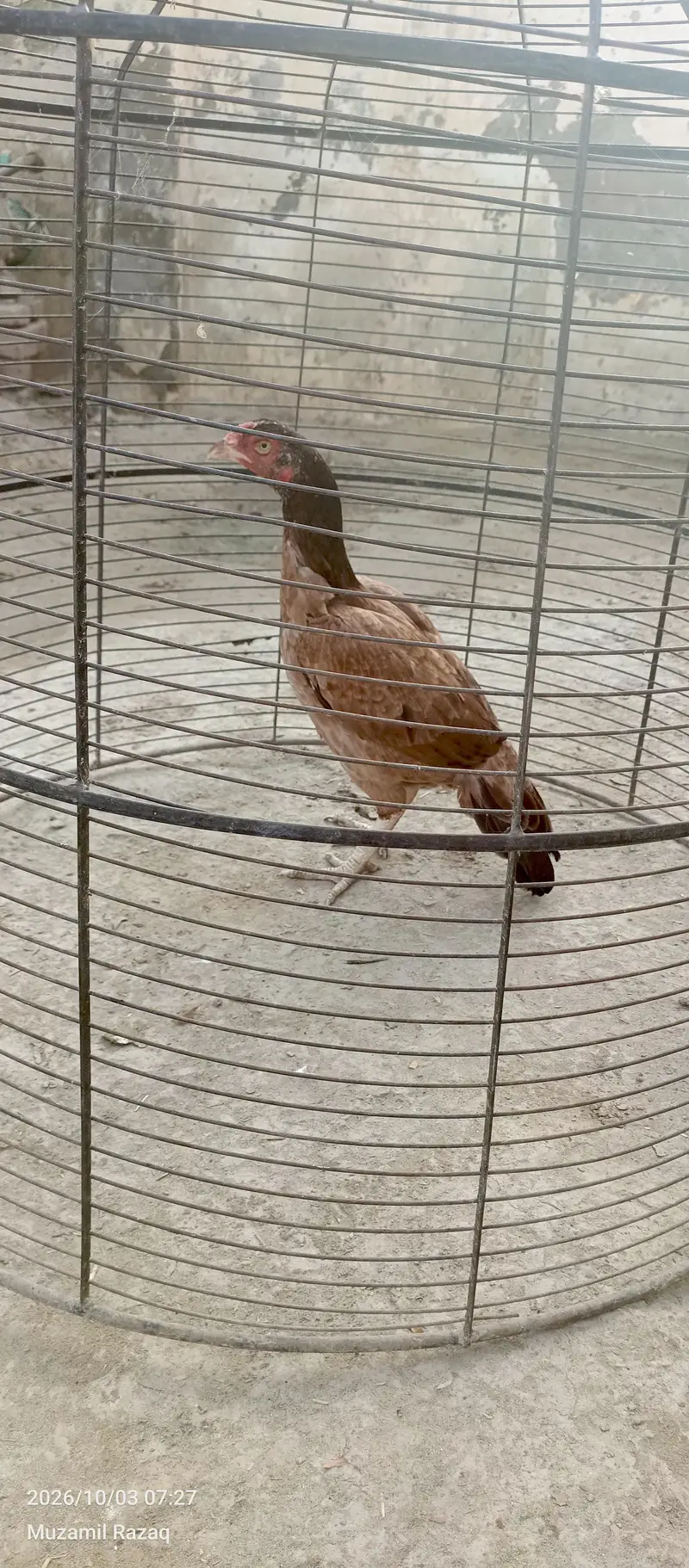 aseel female breeder — photo 2