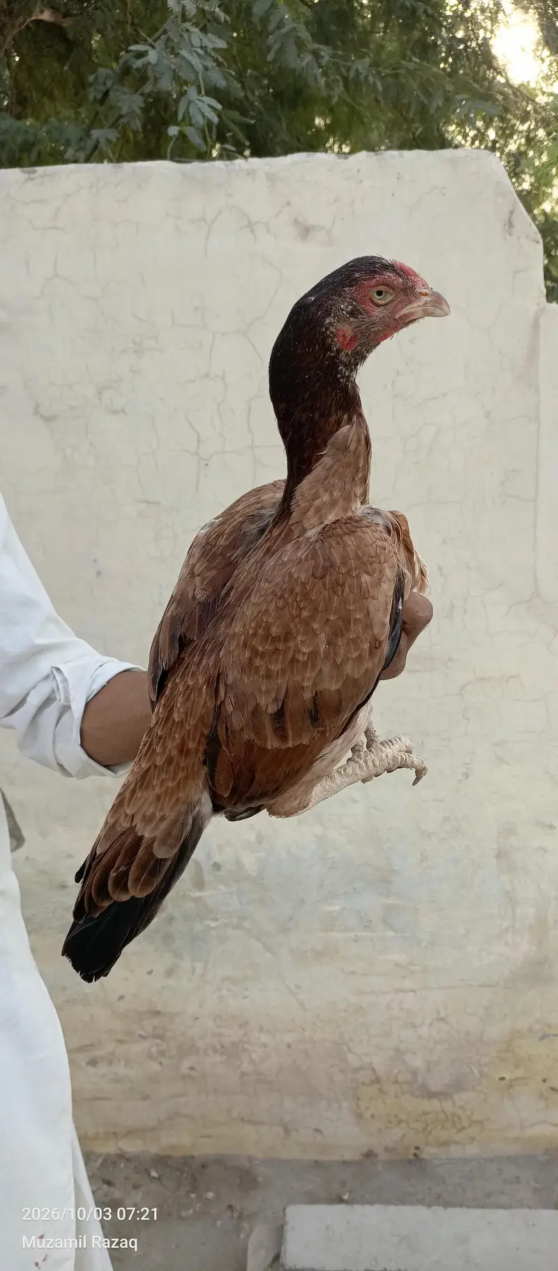 aseel female breeder — photo 3
