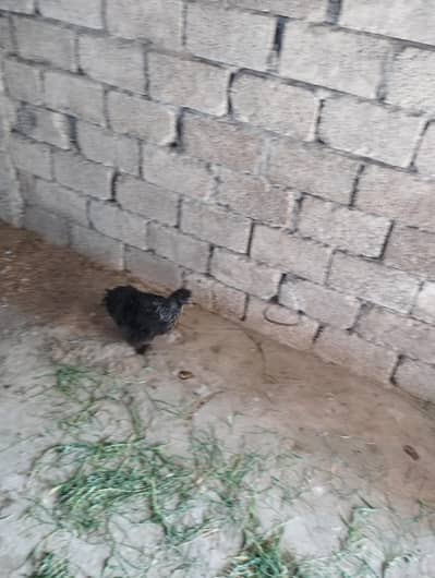 black female and white silky available