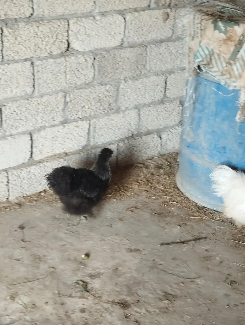 black female and white silky available — photo 3