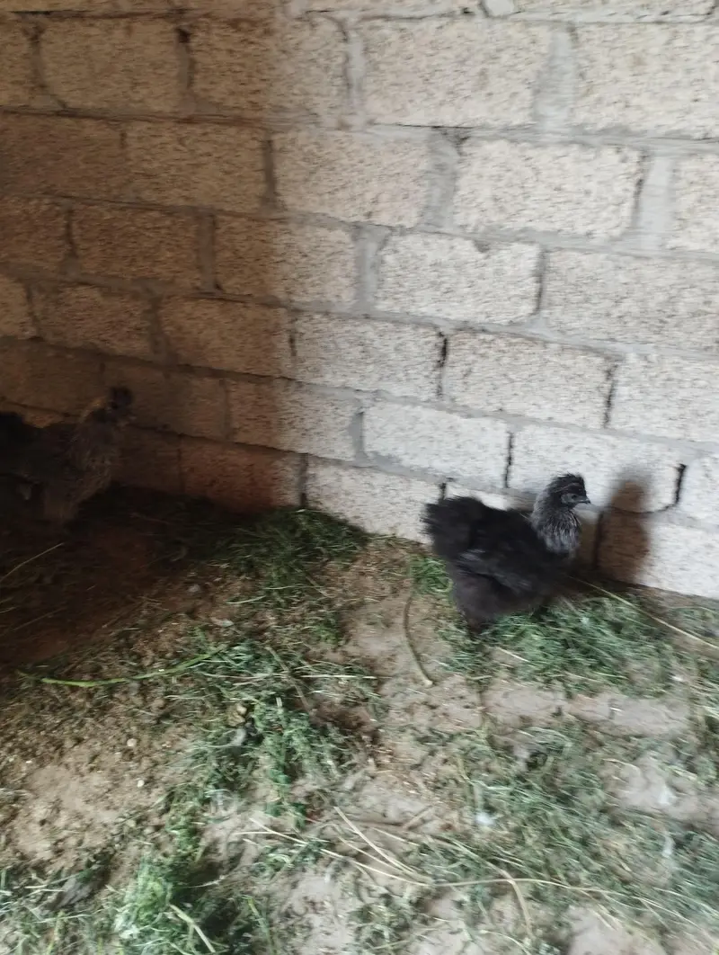 black female and white silky available — photo 4
