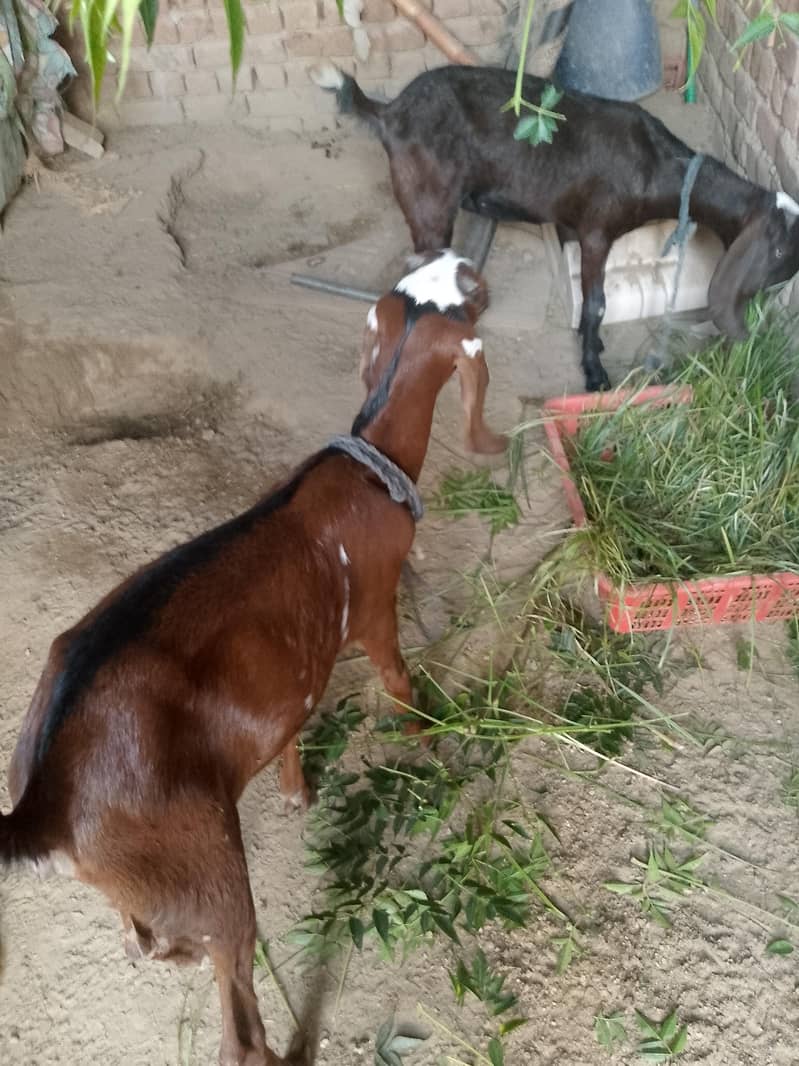 1 Path for sail 0