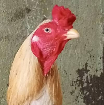 aseel murga for sale full active & healthy