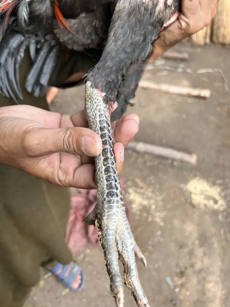 Aseel jora thai bermi — photo 3