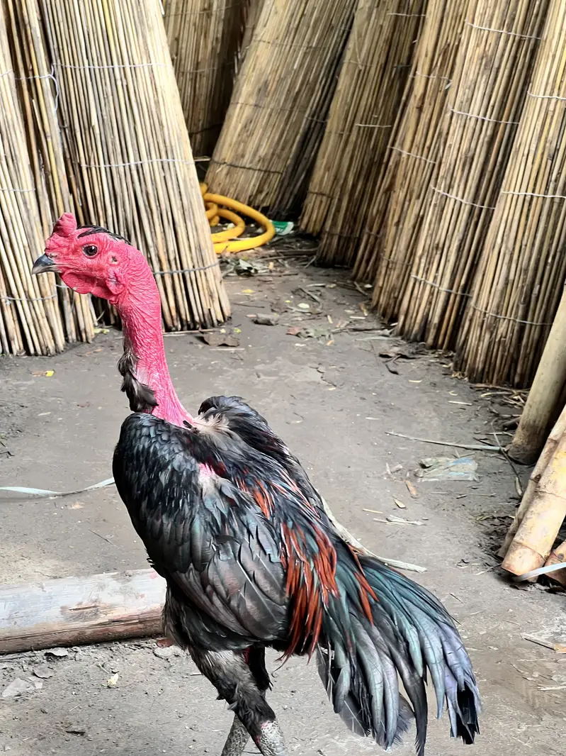 Aseel jora thai bermi — photo 10