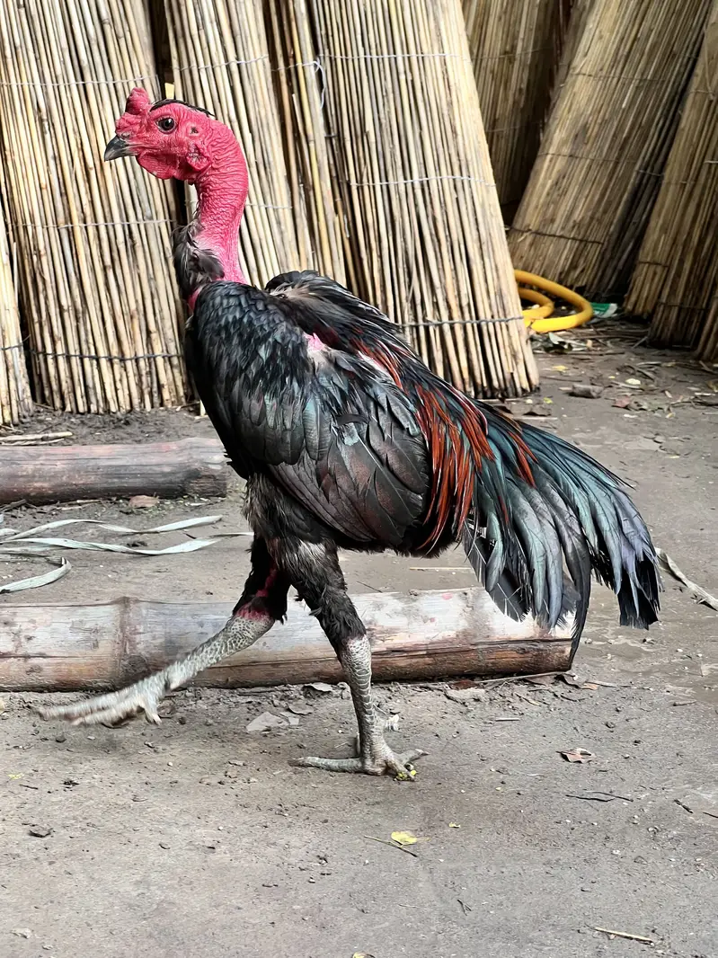 Aseel jora thai bermi — photo 11