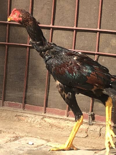 Aseel sindhi murg h 6 month Age  03422031141
