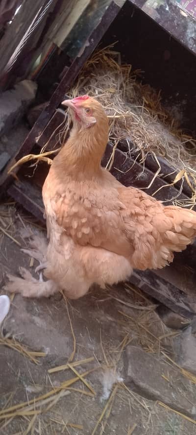 Heavy golden buff healthy and active