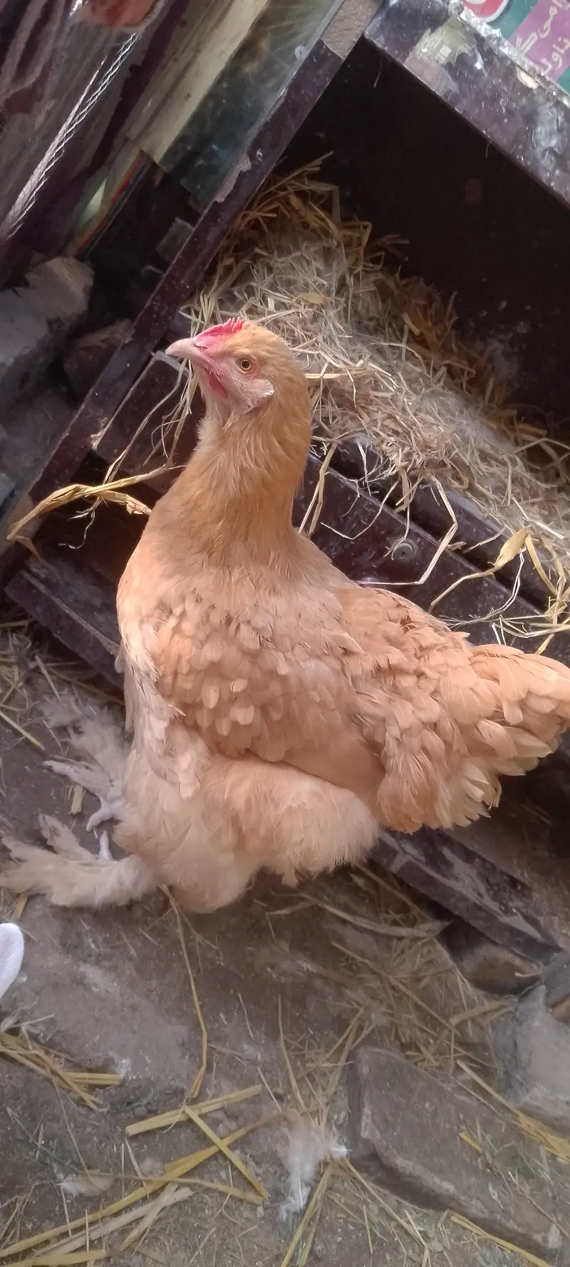 Heavy golden buff healthy and active — photo 2