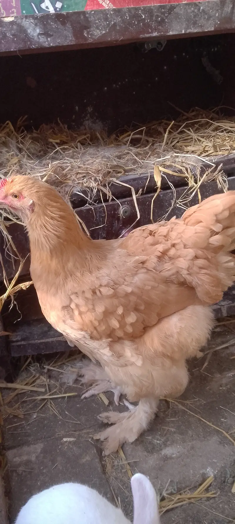 Heavy golden buff healthy and active — photo 3