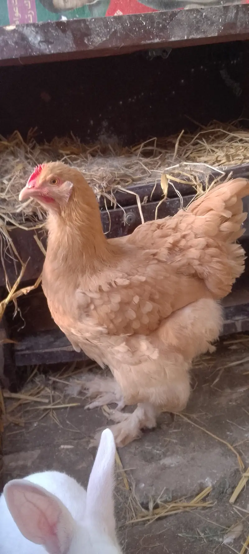 Heavy golden buff healthy and active — photo 4