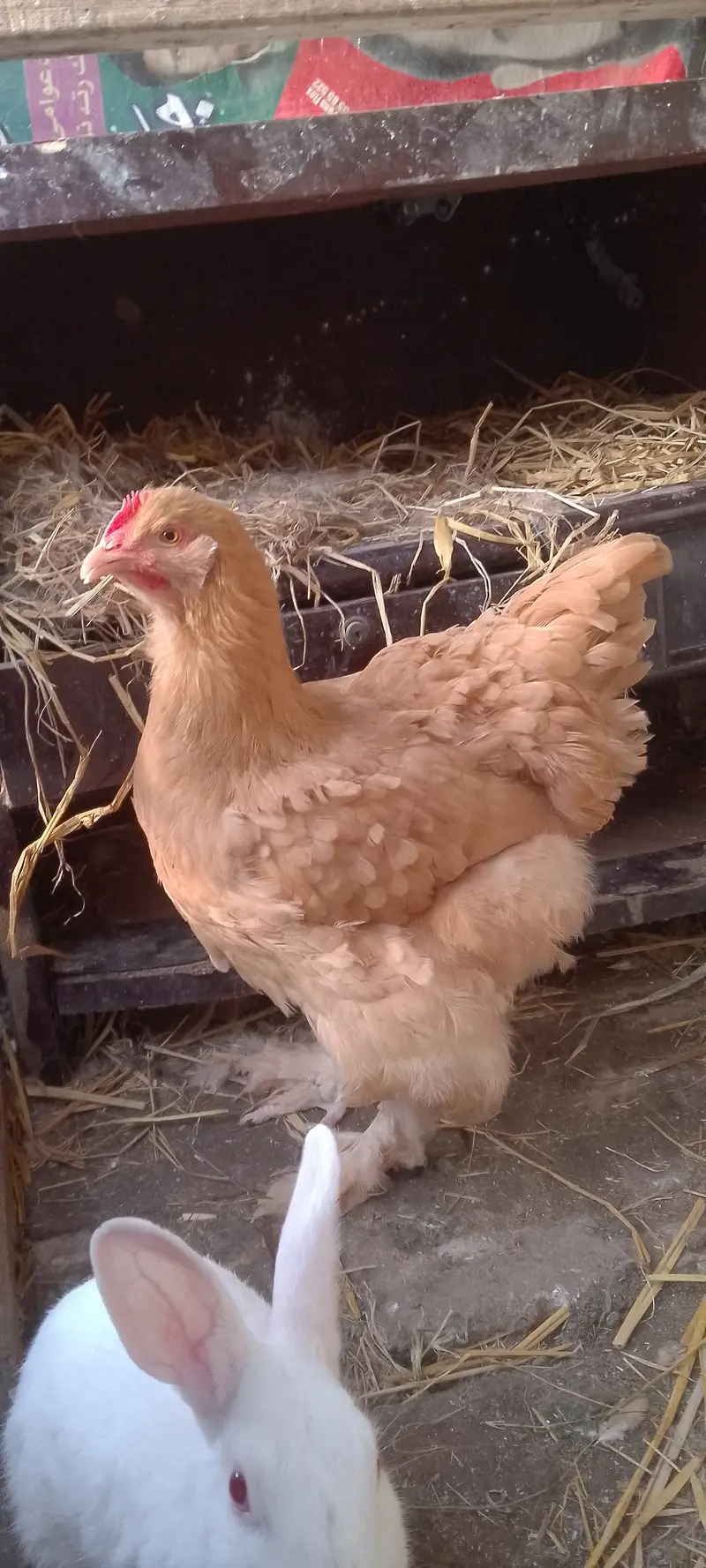 Heavy golden buff healthy and active — photo 5