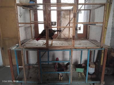 Aseel shamo japanese 1 pair + 1 patha + cages