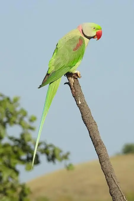 exchange possible Raw Parrot male 4 year age all ok — photo 2