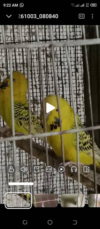 TCB under size female 4 nos