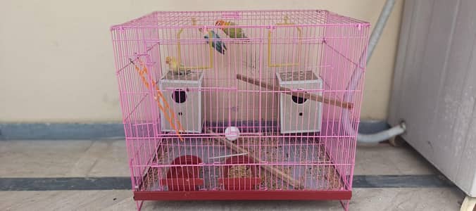 love birds/ Australian