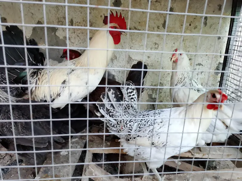 kurak hen and cock and eggs laying hens — photo 6